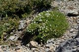 Astragalus angustifolius. Цветущее растение. Греция, о-в Крит, ном Ханья (Νομός Χανίων), дим Платаньяс (Δήμος Πλατανιά), горный массив Лефка Ори (Λευκά Όρη), седловина между вершинами Гингилос (Γκίγκιλος) и Афхенас (Αυχένας), ≈ 1700 м н.у.м., каменистый склон. 23 июня 2017 г.