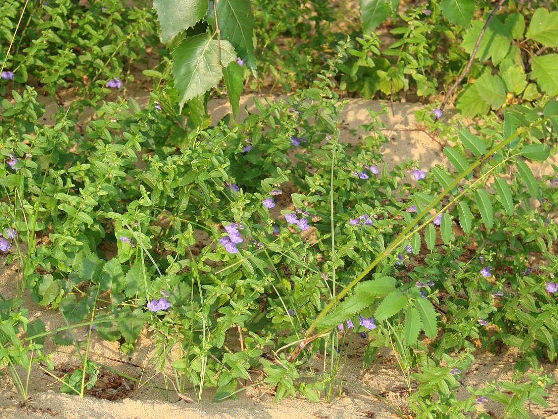 Image of Scutellaria galericulata specimen.