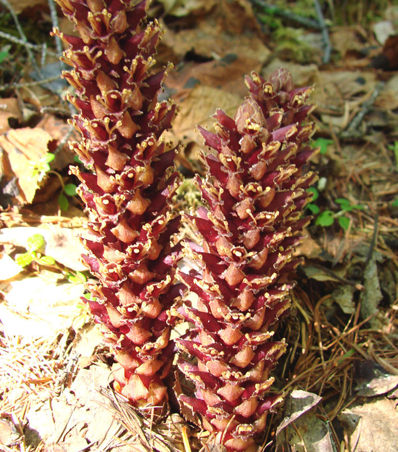 Image of Boschniakia rossica specimen.