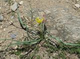 Scorzonera austriaca. Отцветающее растение на скалистом склоне сопки. Иркутская обл., Иркутский р-н, окр. пос. Бол. Голоустное. 29.05.2017.