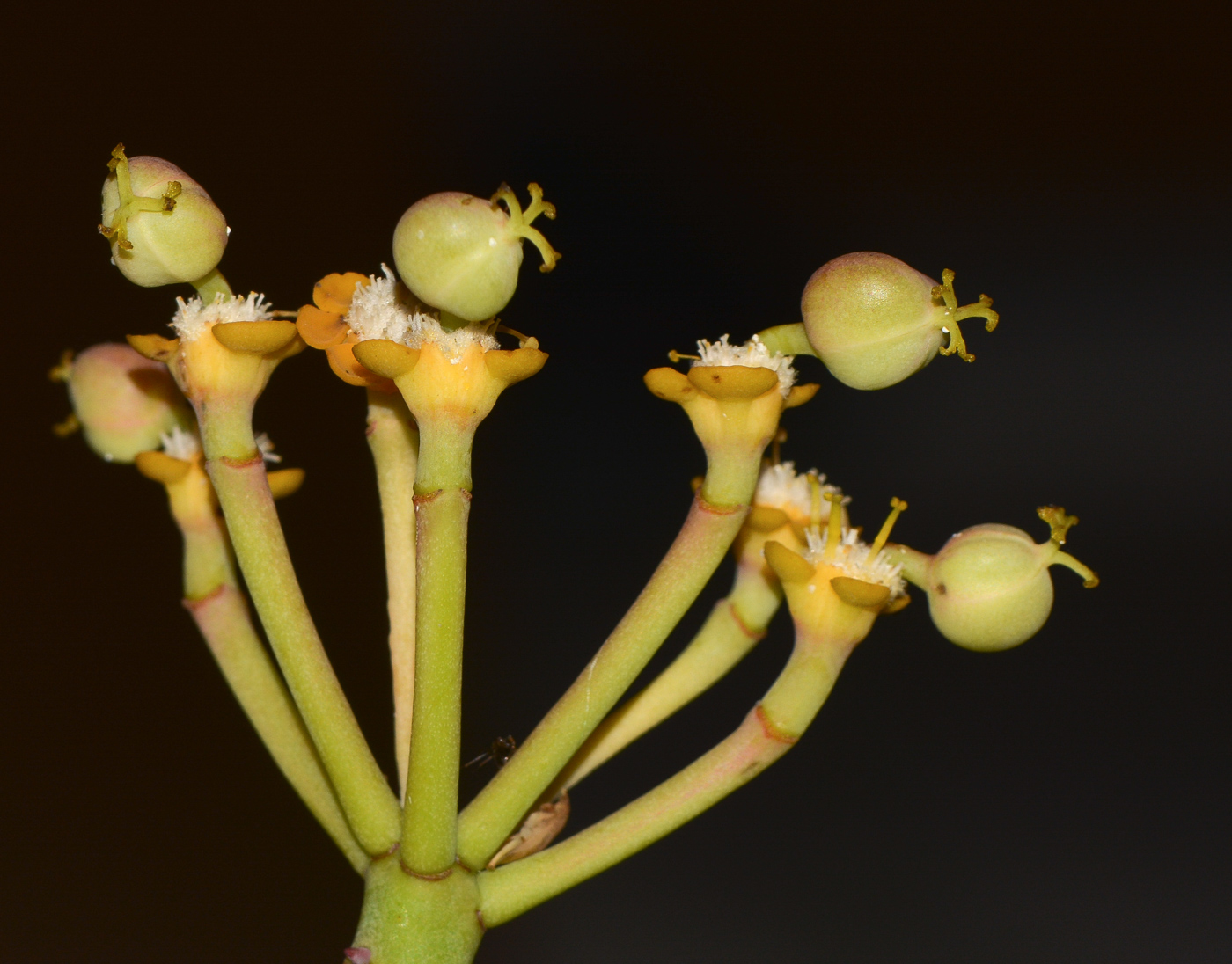 Изображение особи Euphorbia schimperi.