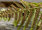 Dryopteris filix-mas. Часть вайи с сорусами (абаксиальная сторона). Средний Урал, Пермский край, Добрянский р-н, 3 км от ст. Ярино к востоку, смешанный лес. 27 июля 2016 г.