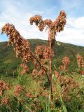 Aconogonon coriarium