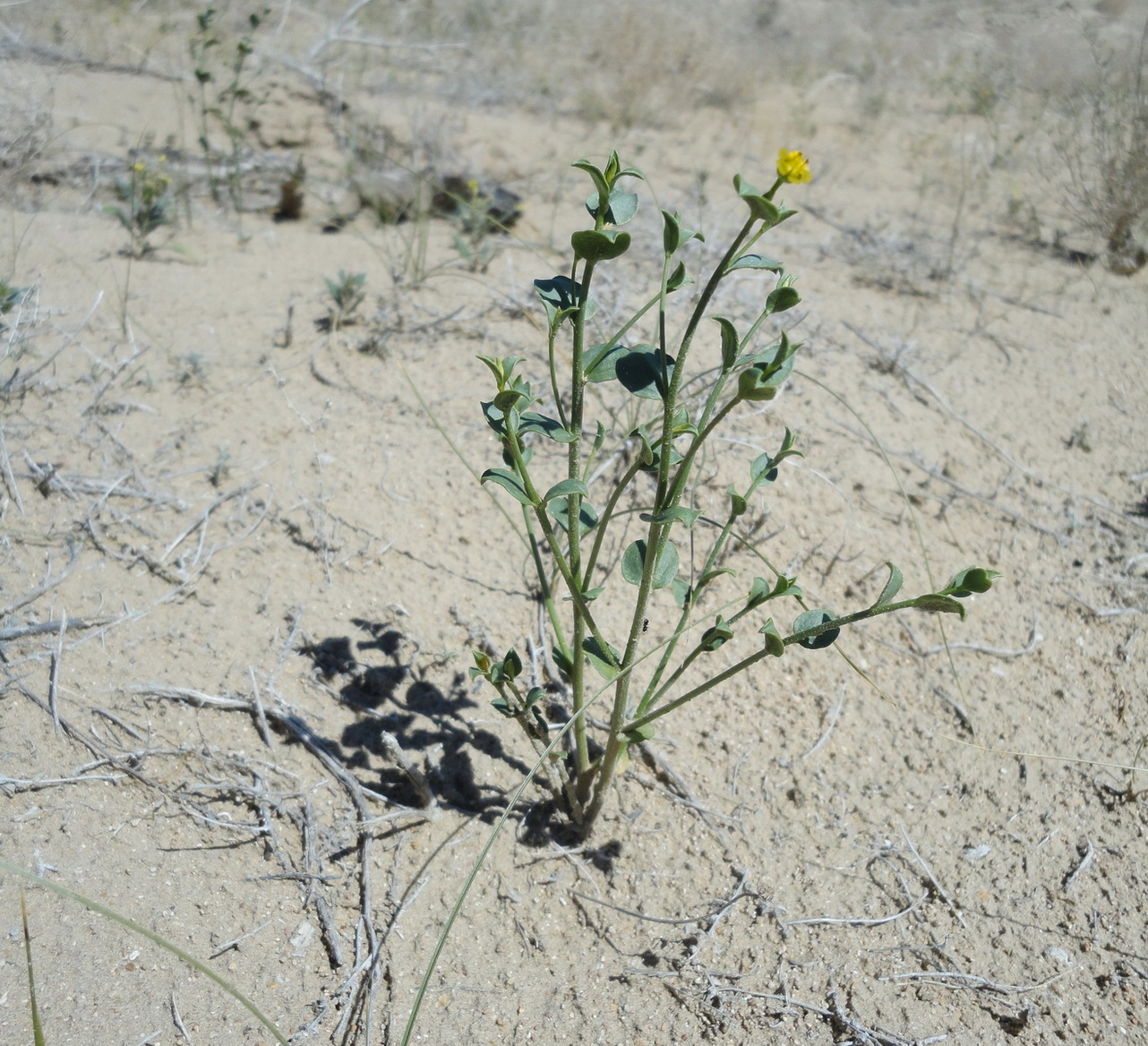 Изображение особи Euphorbia sclerocyathium.