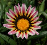 Gazania rigens