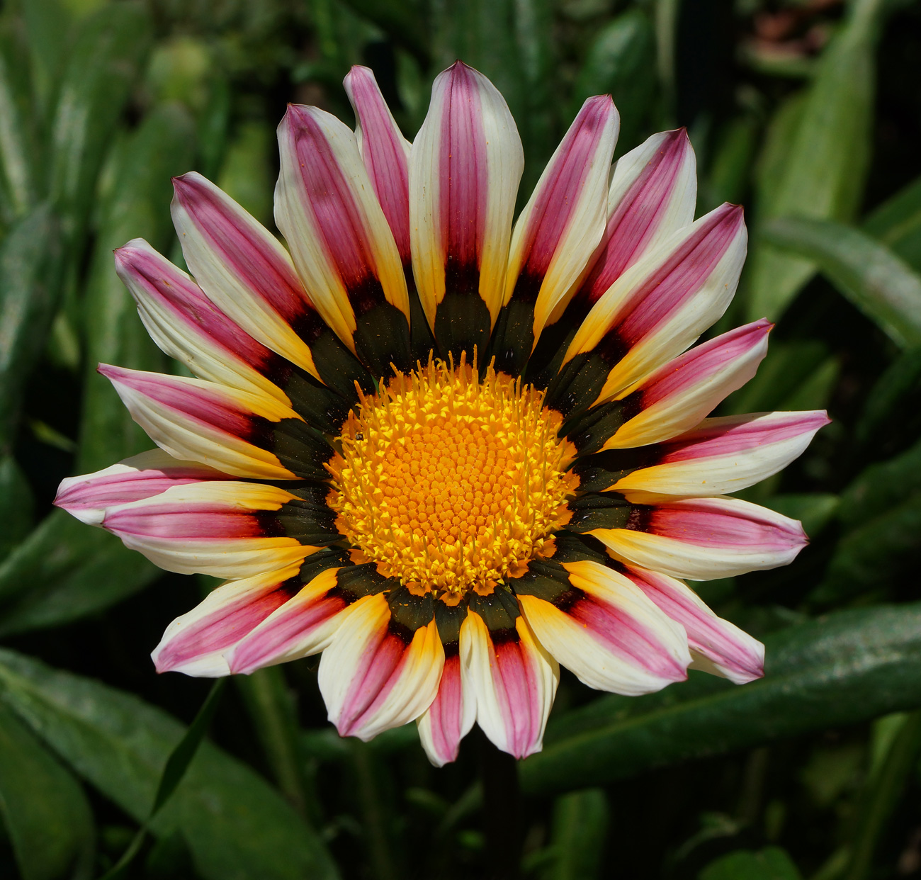 Изображение особи Gazania rigens.