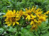 Ligularia hodgsonii. Общее соцветие с кормящейся мухой-большеголовкой. Курильские о-ва, о-в Кунашир, окр. дачного пос. Третьяково, разнотравный луг. 19 июля 2017 г.