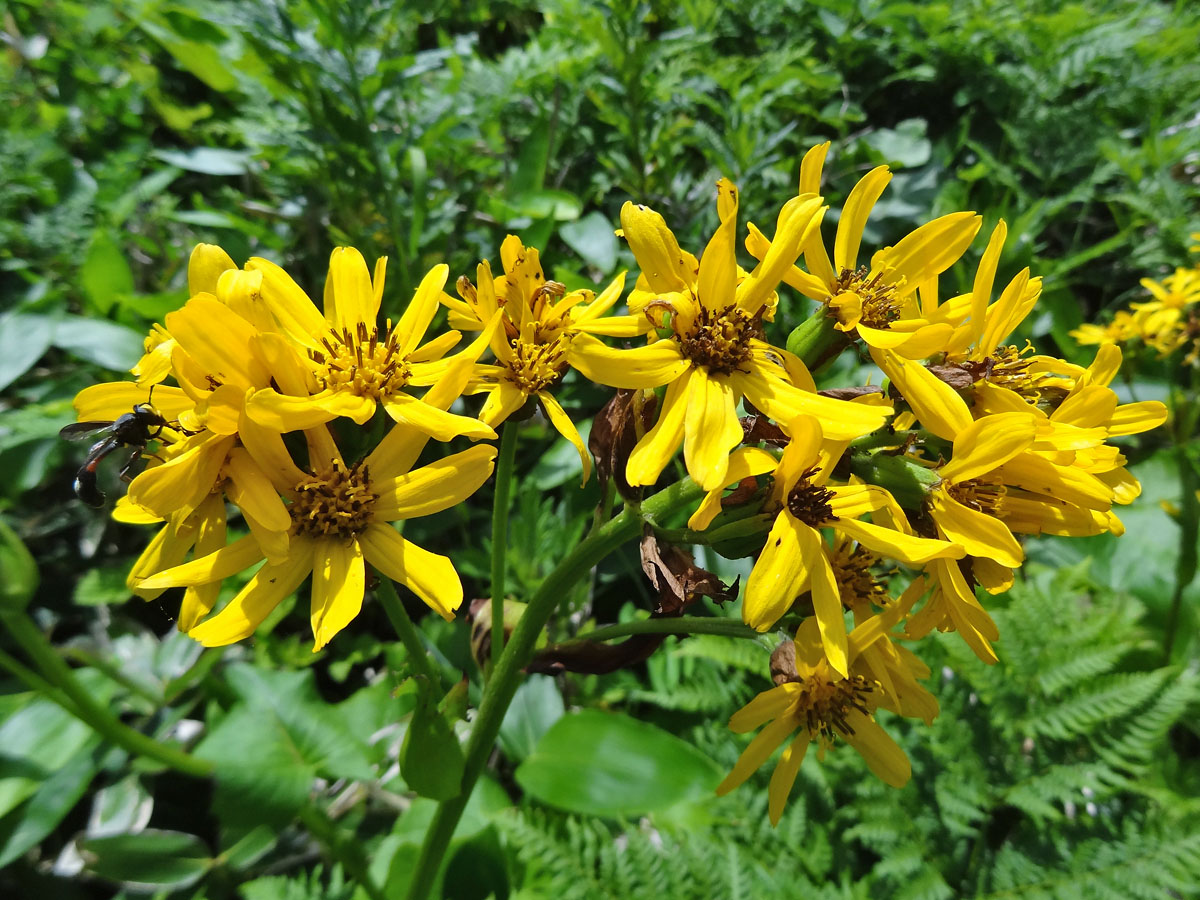 Image of Ligularia hodgsonii specimen.