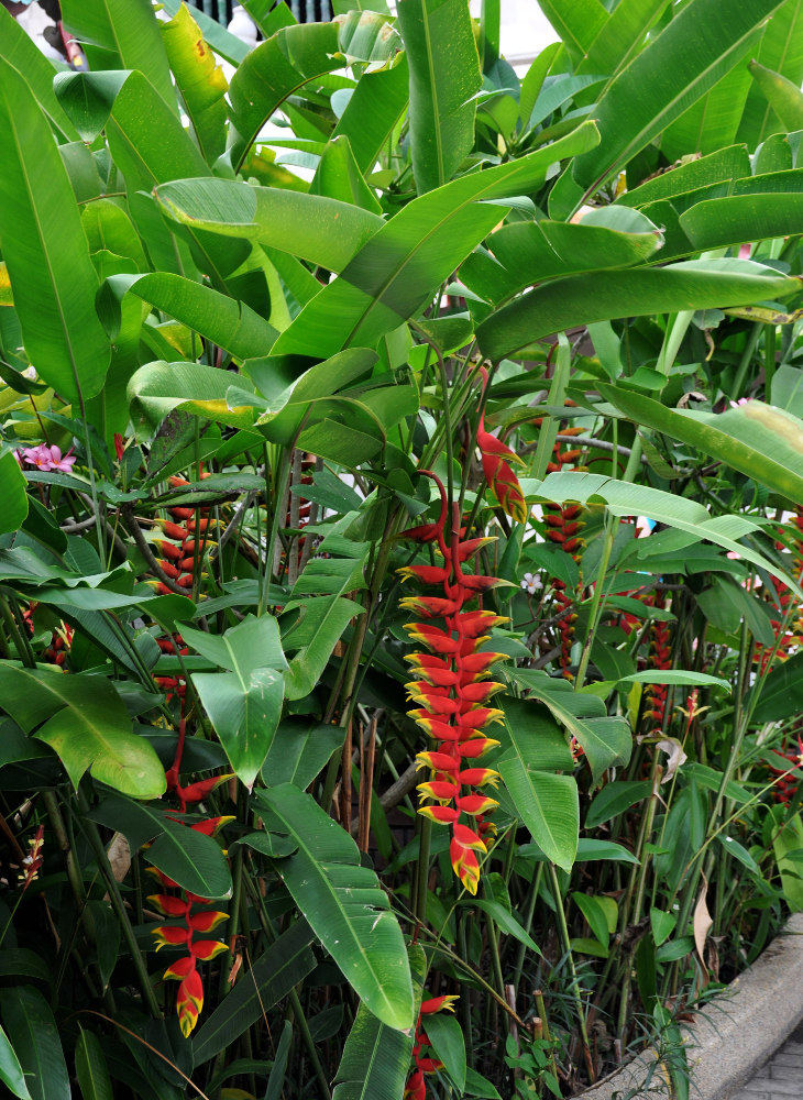 Изображение особи Heliconia rostrata.