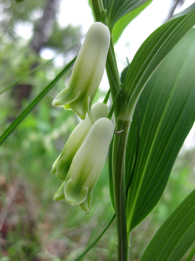 Image of Polygonatum odoratum specimen.