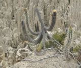genus Corryocactus