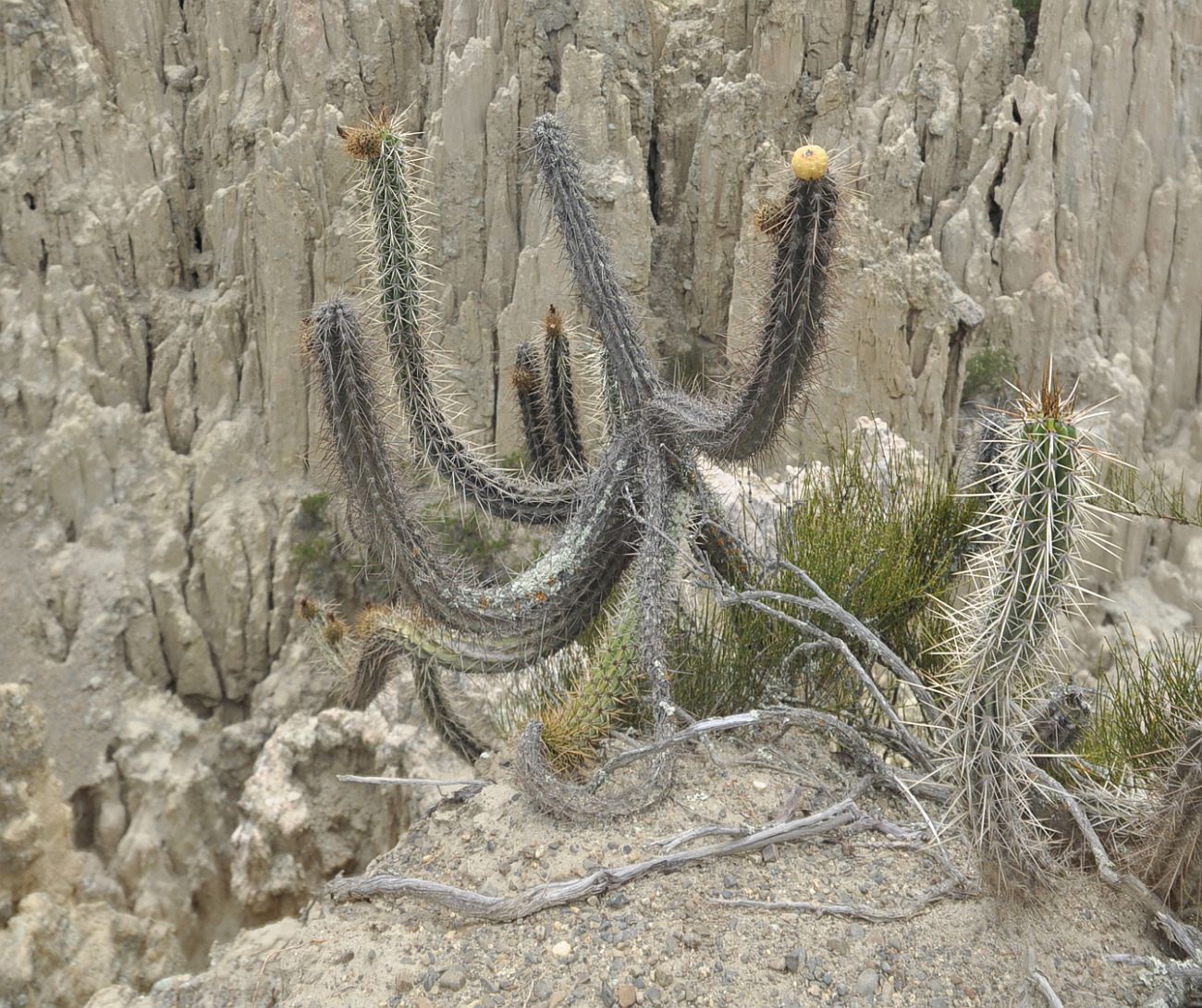 Image of genus Corryocactus specimen.