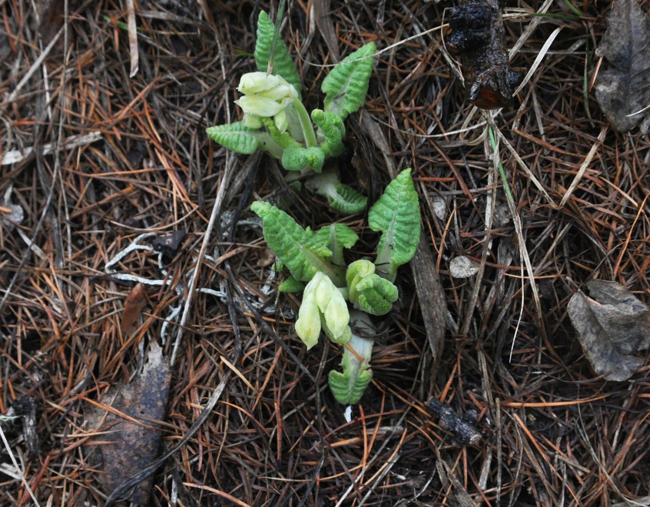 Image of Primula macrocalyx specimen.