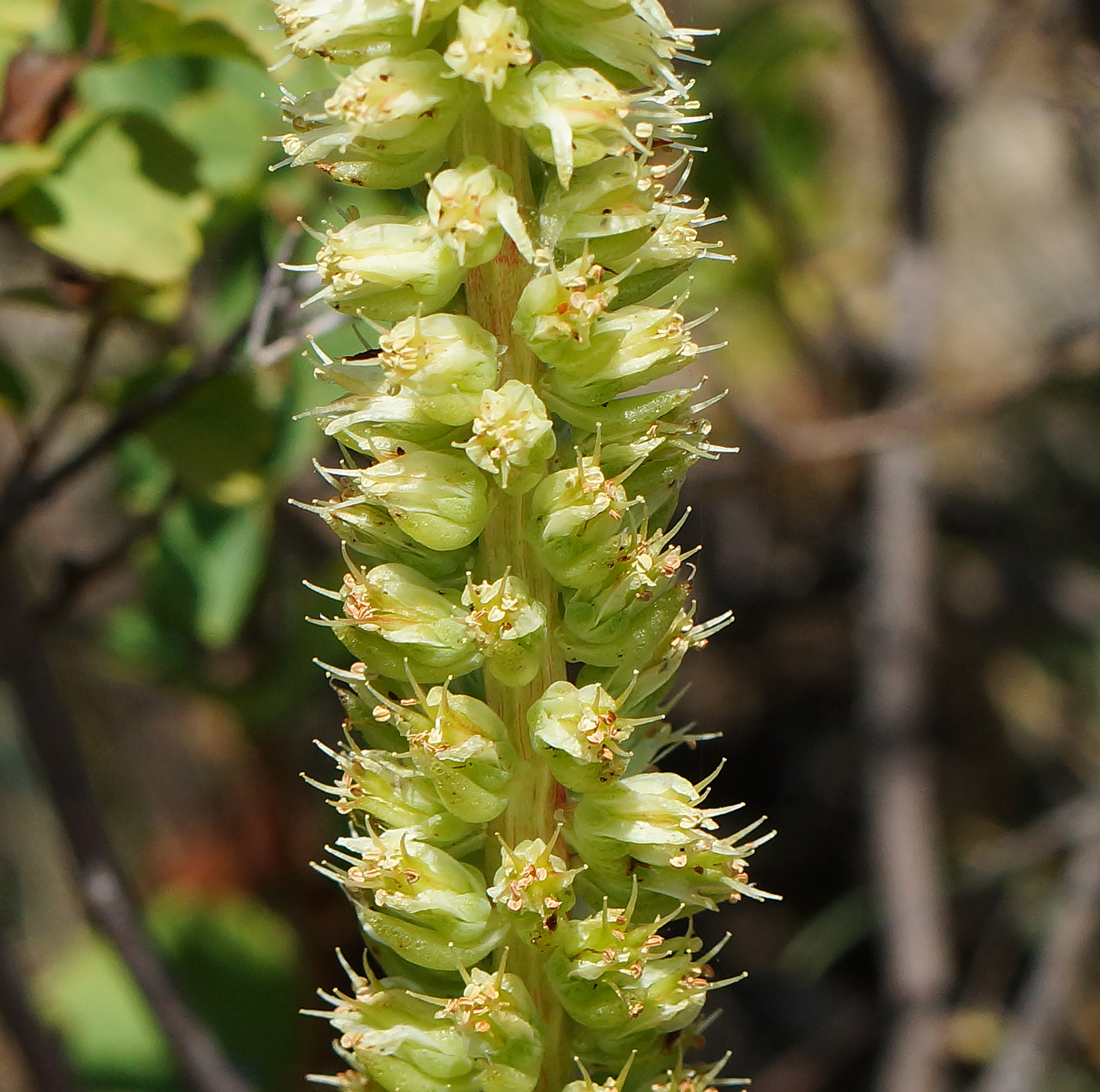 Image of Orostachys spinosa specimen.