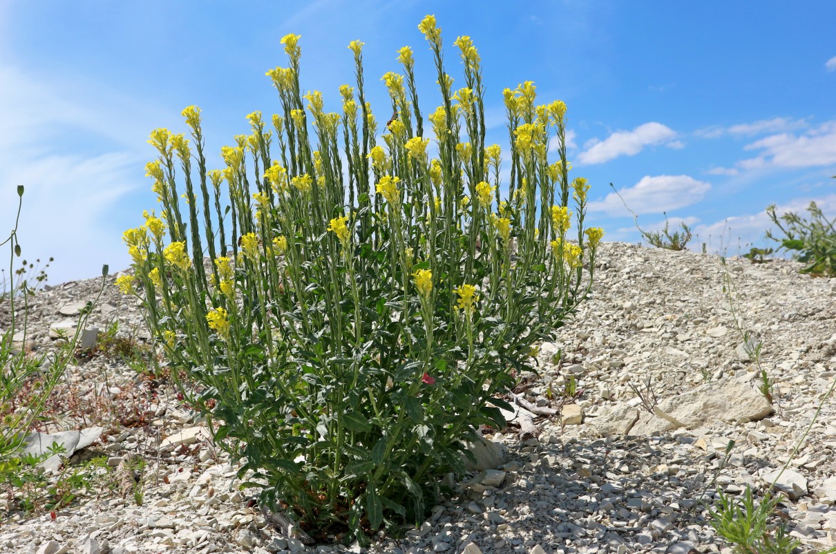 Image of Erysimum cuspidatum specimen.