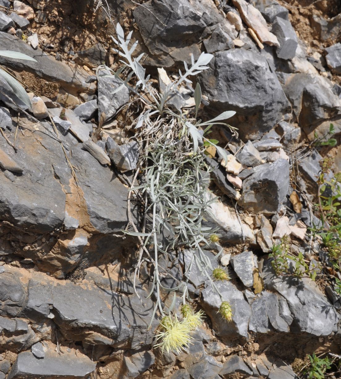 Image of Centaurea incompleta specimen.