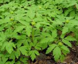 Anemone altaica