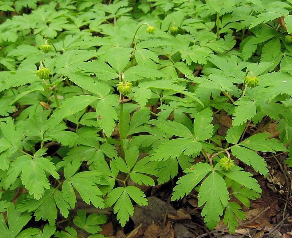 Image of Anemone altaica specimen.
