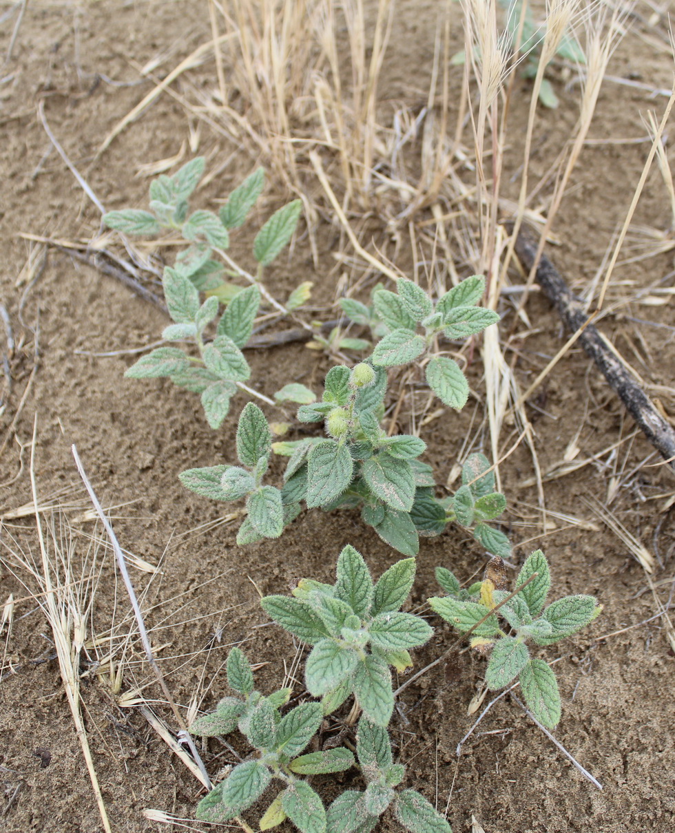 Image of Argusia sogdiana specimen.