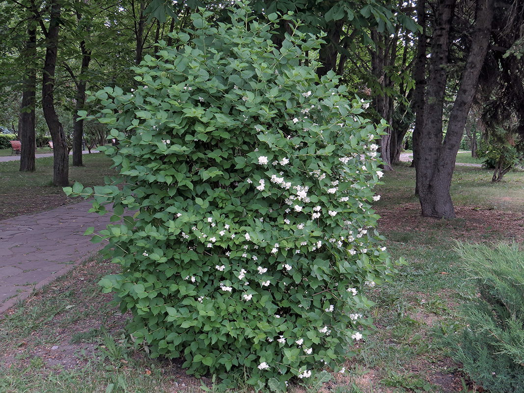 Изображение особи Philadelphus caucasicus.