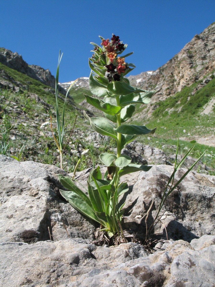 Image of Macrotomia ugamensis specimen.