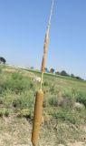 Typha angustifolia