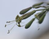 Silene subspecies rhodopea