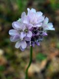 Armeria vulgaris. Соцветие. Литва, лeвый берег Немана на границе с Белоруссией, лес Бугеда. 20.08.2018.