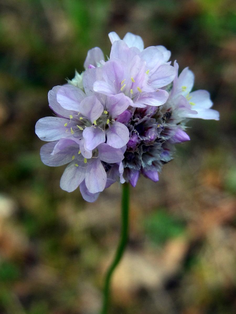 Изображение особи Armeria vulgaris.