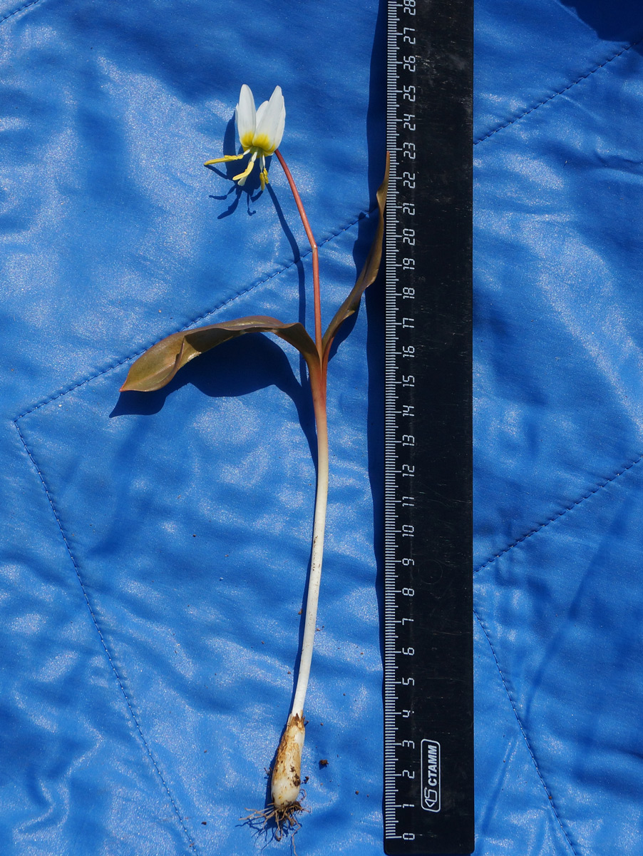 Image of Erythronium krylovii specimen.