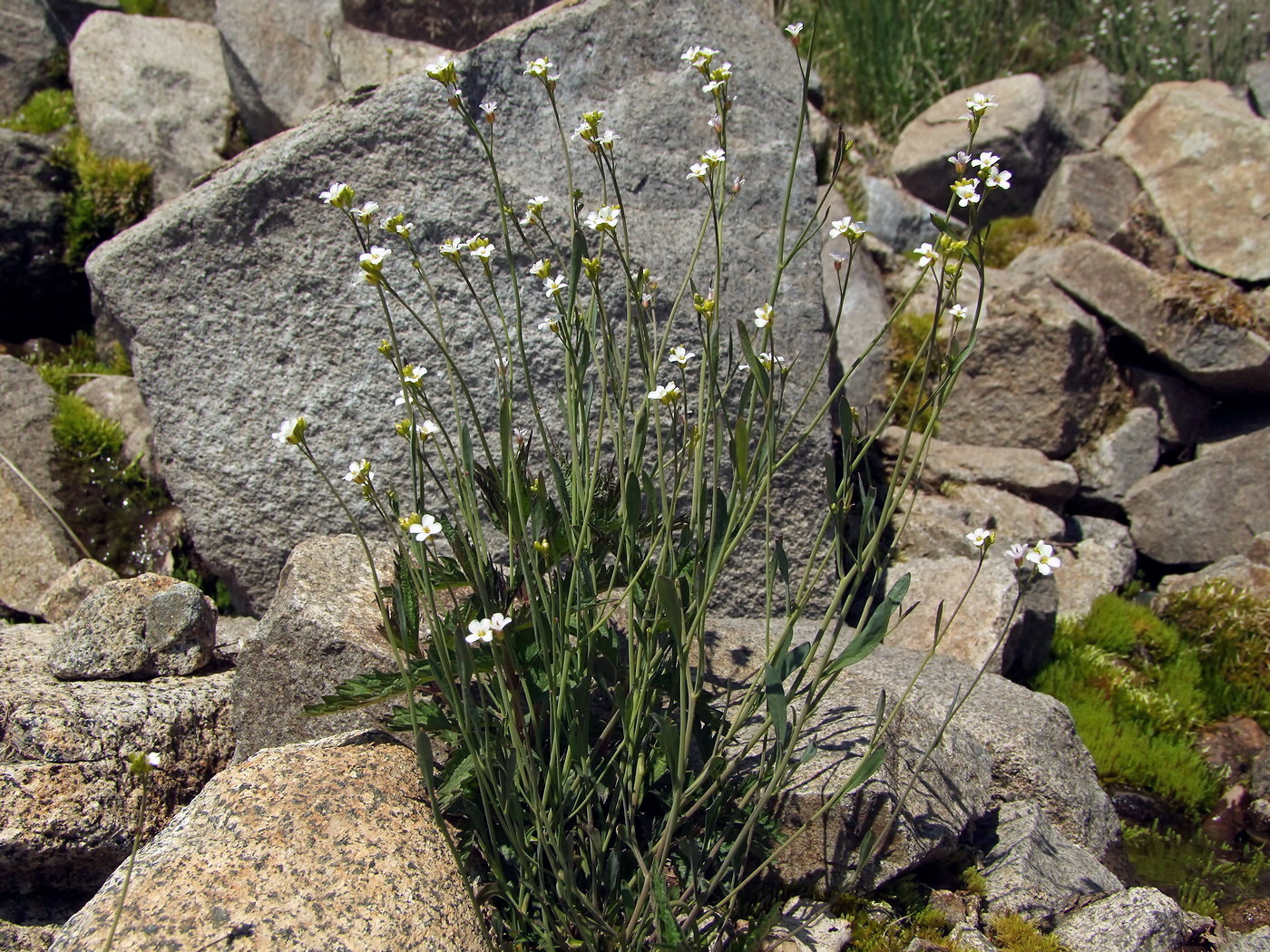 Изображение особи Arabidopsis lyrata.