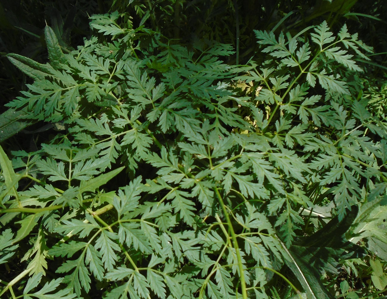 Image of Conium maculatum specimen.