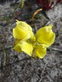 Pterygodium catholicum
