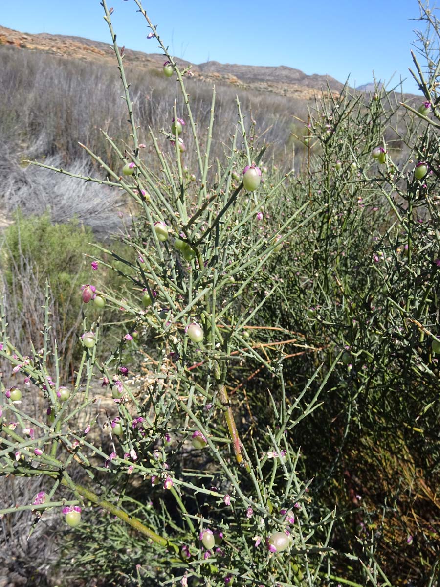 Image of Muraltia spinosa specimen.
