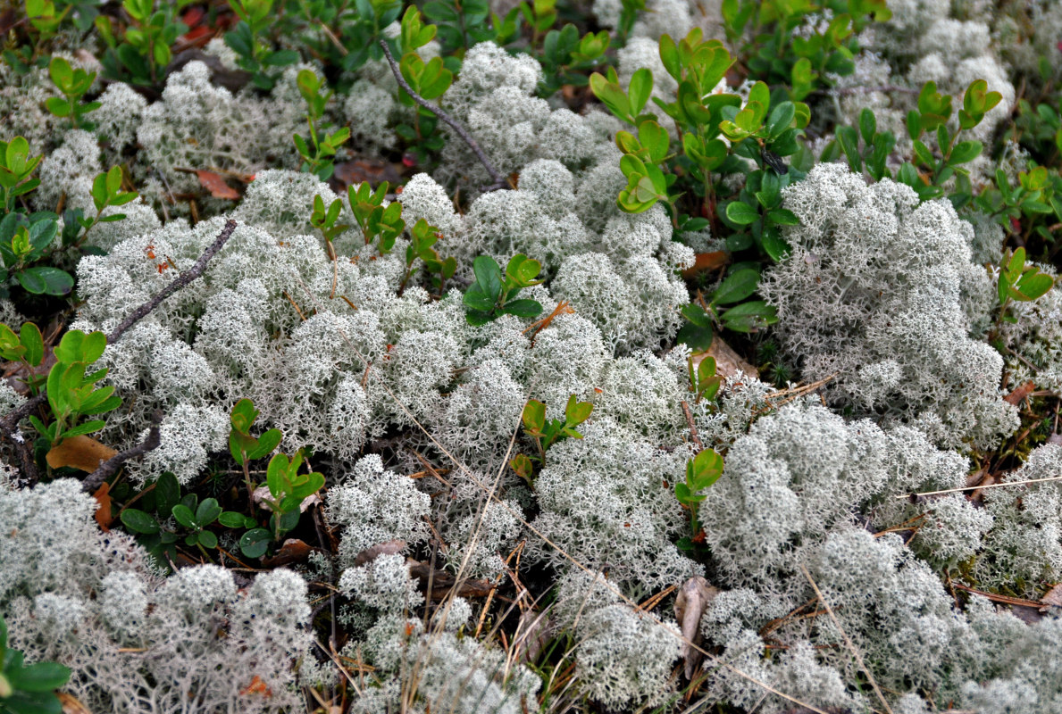 Image of Cladonia stellaris specimen.