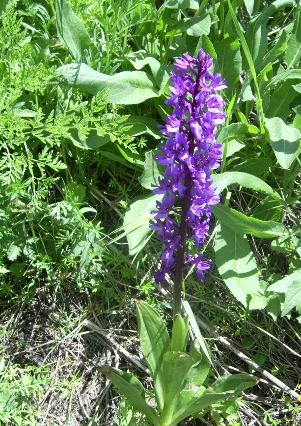 Изображение особи Orchis mascula.