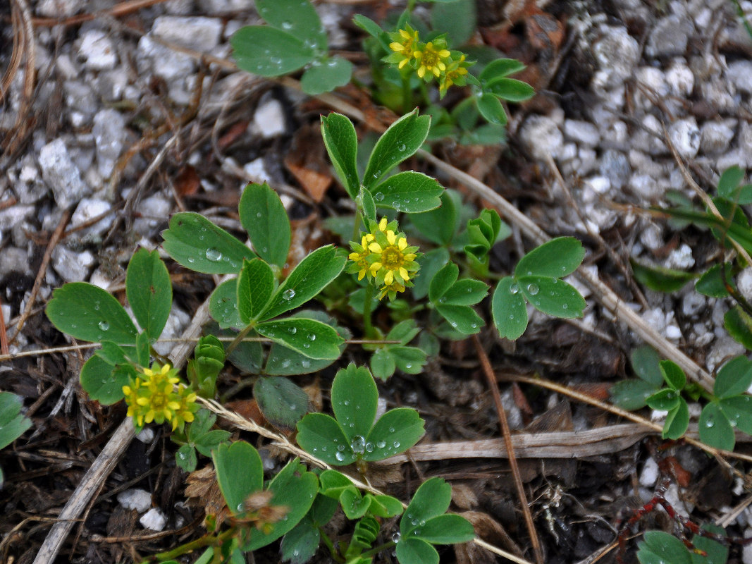 Изображение особи Sibbaldia procumbens.