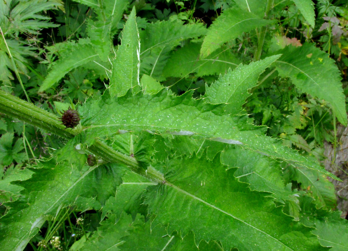 Изображение особи Cirsium helenioides.