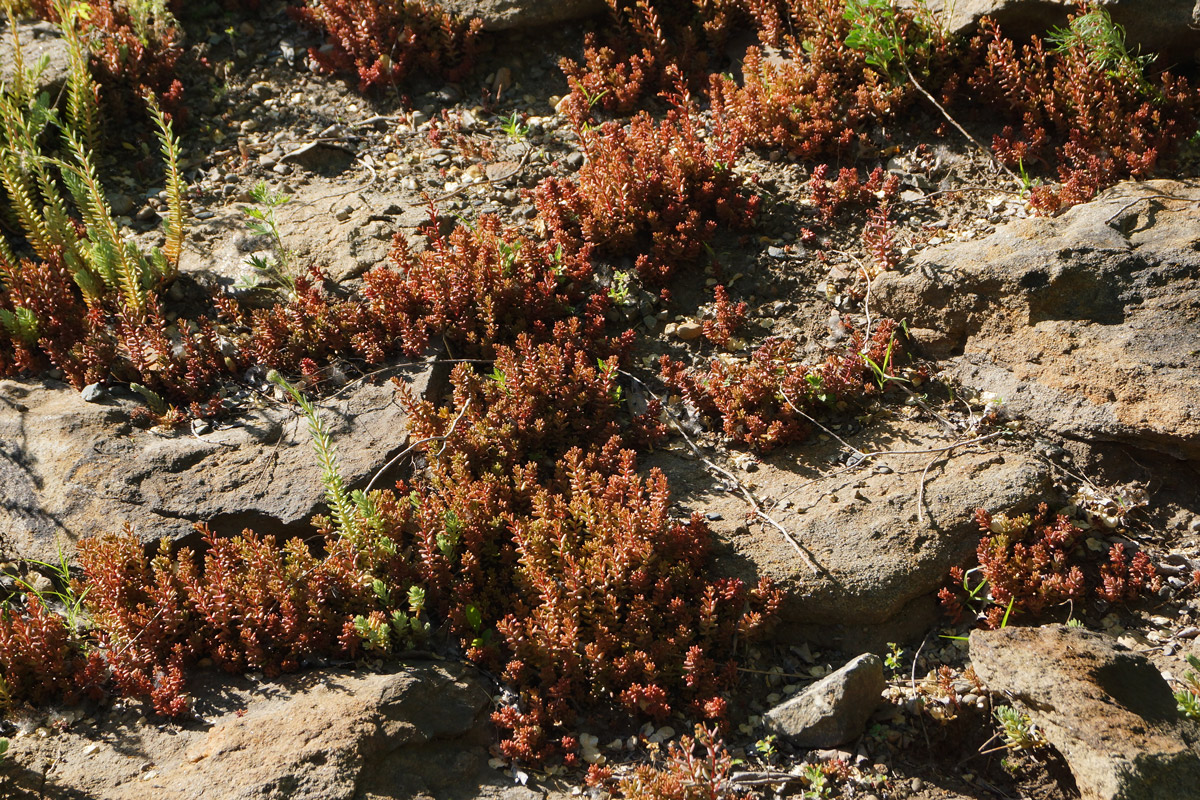 Изображение особи Sedum album.