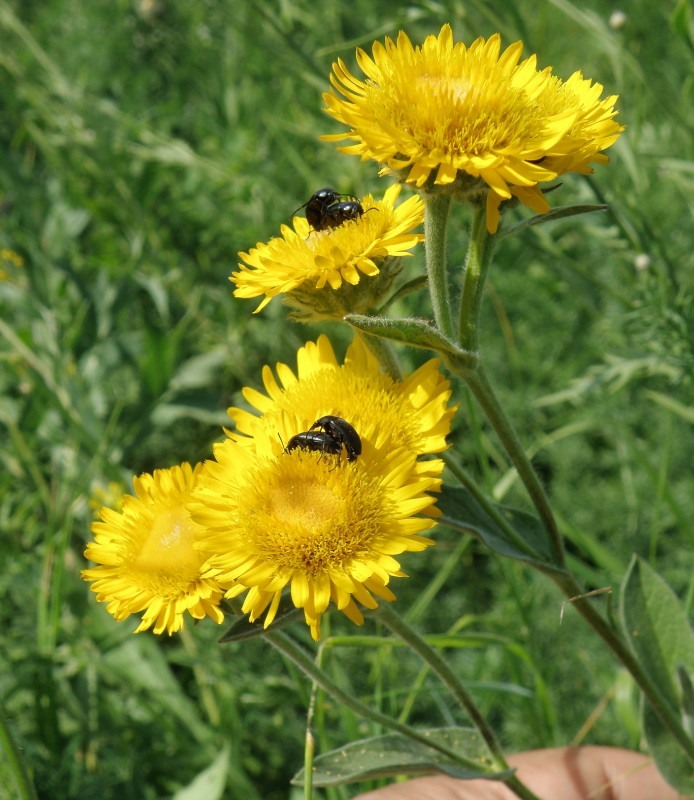Image of Inula oculus-christi specimen.