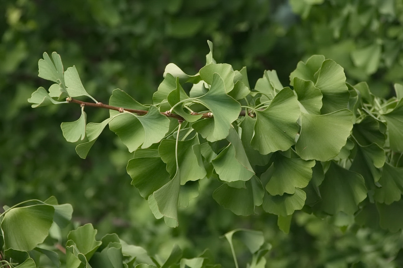 Изображение особи Ginkgo biloba.