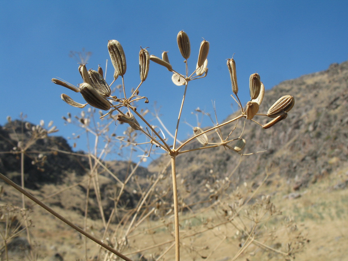 Image of Ferula leucographa specimen.