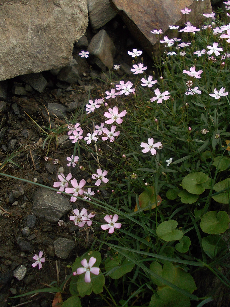 Image of Heliosperma pusillum specimen.