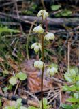 Pyrola chlorantha