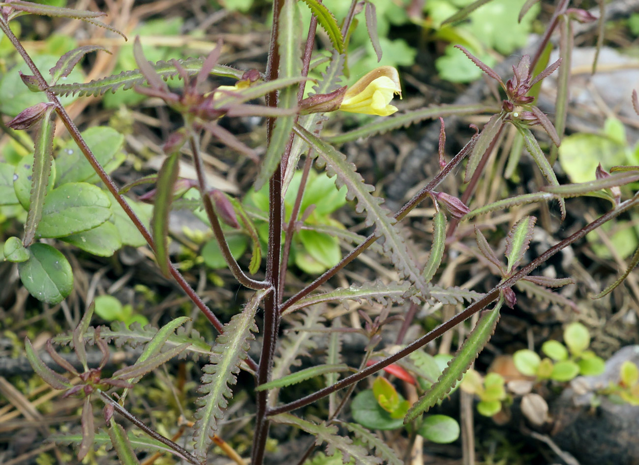 Изображение особи Pedicularis labradorica.