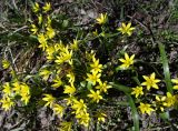 Gagea filiformis