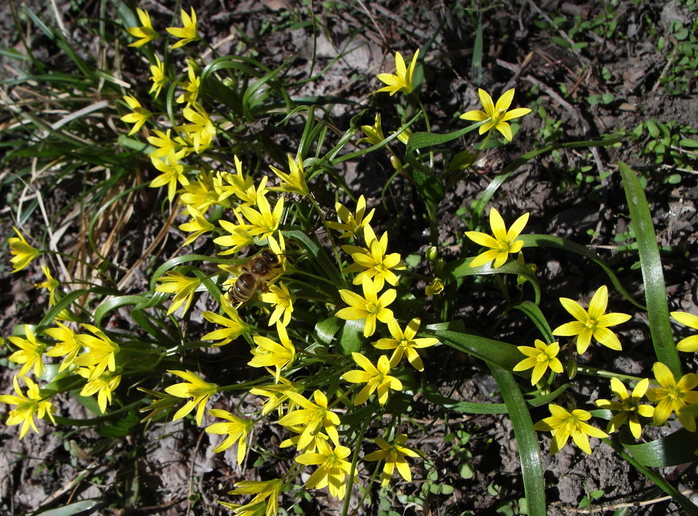 Image of Gagea filiformis specimen.