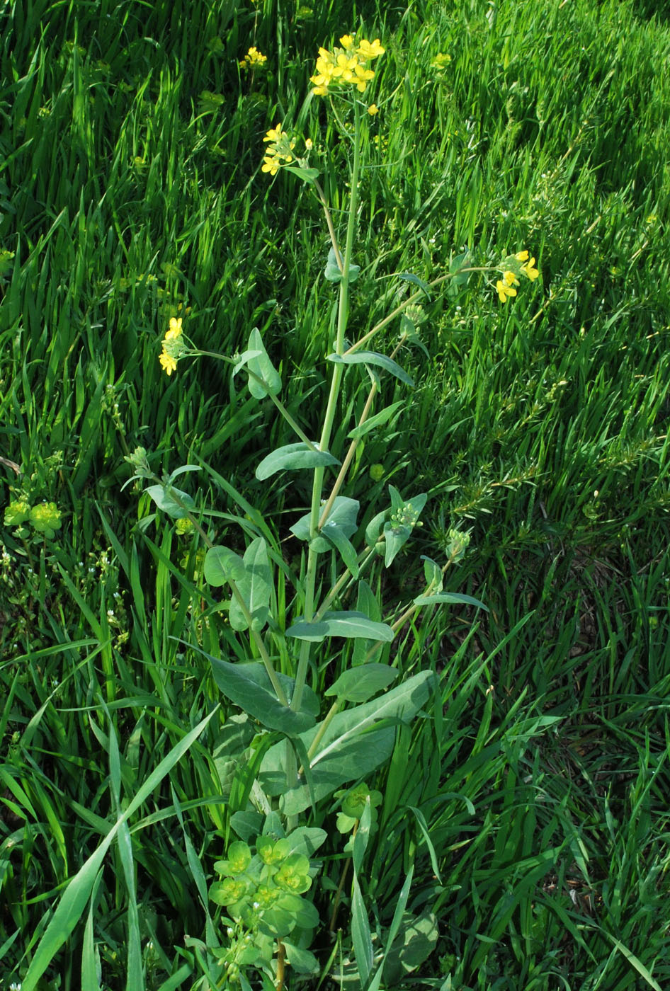 Изображение особи Brassica campestris.