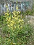 Verbascum marschallianum. Цветущее растение. Южный Берег Крыма, окр. г. Ялта. 27.06.2010.