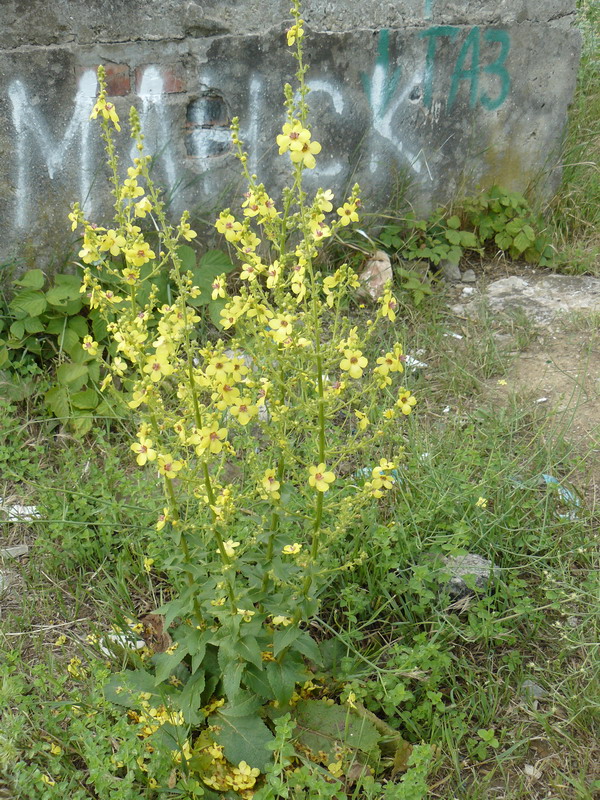 Image of Verbascum marschallianum specimen.